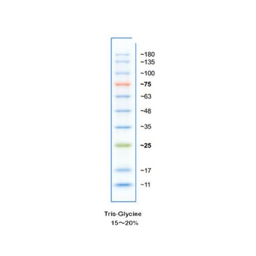 童悦ph0308 彩虹预染蛋白marker 11-180kd 蛋白marker phygene 100ul