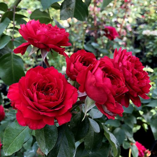 欧月红达红色达芬奇玫兰盆栽月季灌木短藤庭院花卉