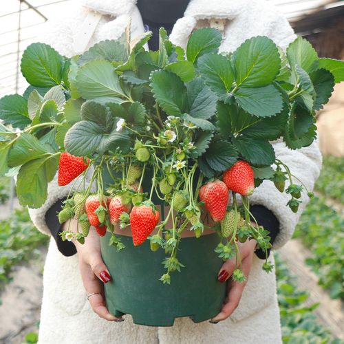 奶油草莓盆栽阳台庭院家庭四季盆栽观果植物带盆土草莓苗带花发货