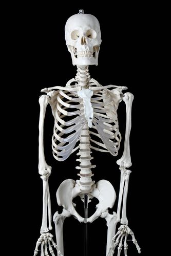 170cm180人体全身骨骼模型骷髅骨架标本脊柱雅德180男性骨骼全骨色