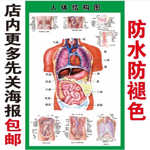 人体内脏解剖系统示意图医学海报人体器官消化系统结构图挂画g121