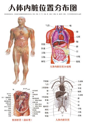 海报印制338人体海报展板126人体内脏位置分布图 非高清图