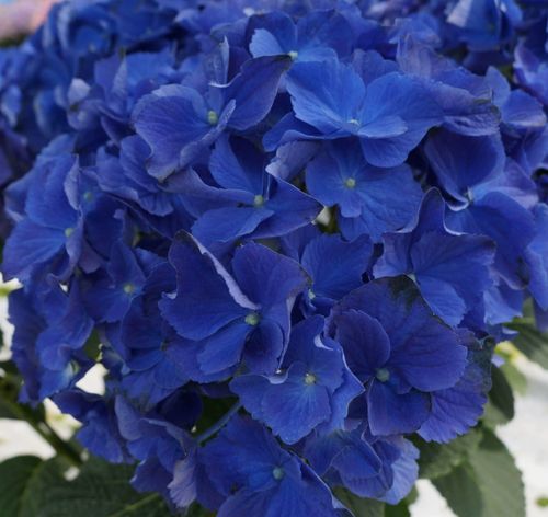 蓝色地球 深海之色新品种绣球花苗盆栽四季开花无尽夏花卉植物室
