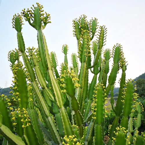 三角大戟 大戟科属 盆栽庭院景观设计|其它热带植物图片及价格-龙海市