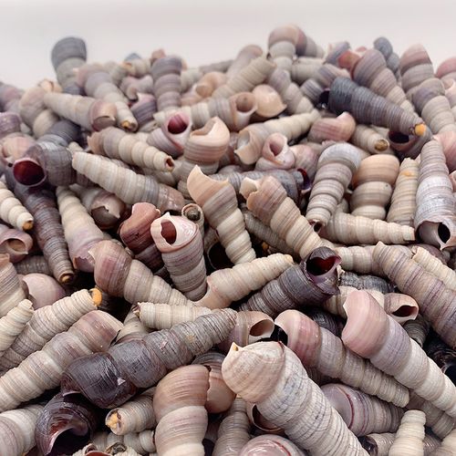 鲜活海鲜钉螺尖螺海螺水产250克海螺