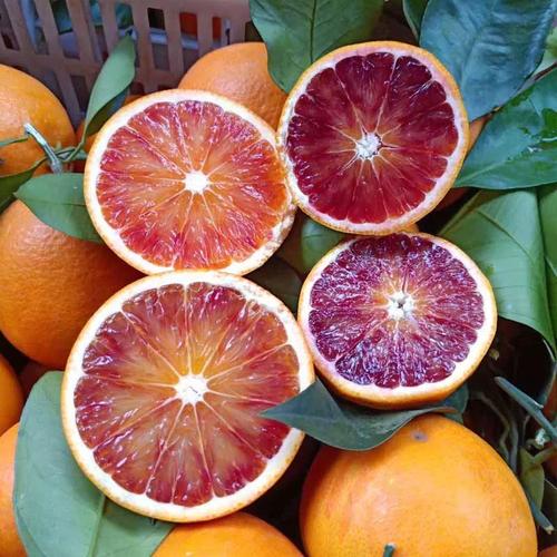 正宗塔罗科血橙玫瑰香橙当季新鲜水果手剥雪橙红心果冻甜橙子