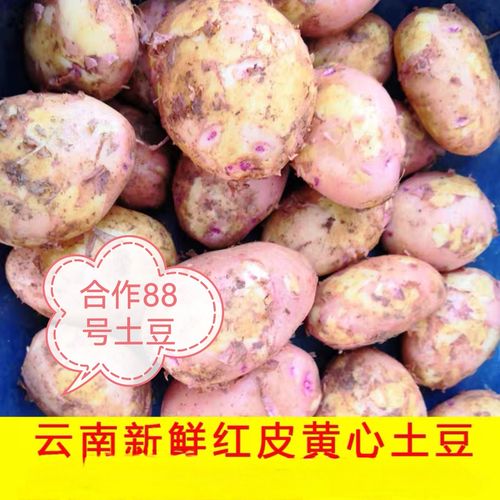 新鲜高原云南红皮土豆最大果中果5斤带箱10斤 合作88号土豆洋芋02