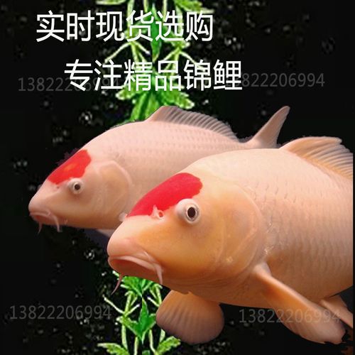 纯种进口日本单丹顶孔雀锦鲤活鱼观赏鱼冷水淡水活体红白大正黄金