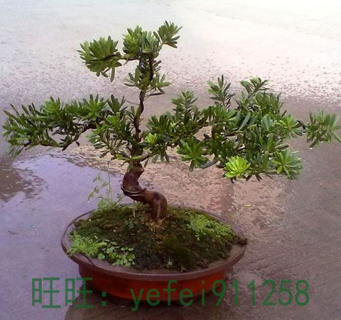 台湾罗汉松盆景 高档室内摆设 招财盆栽 送礼松树 名贵树
