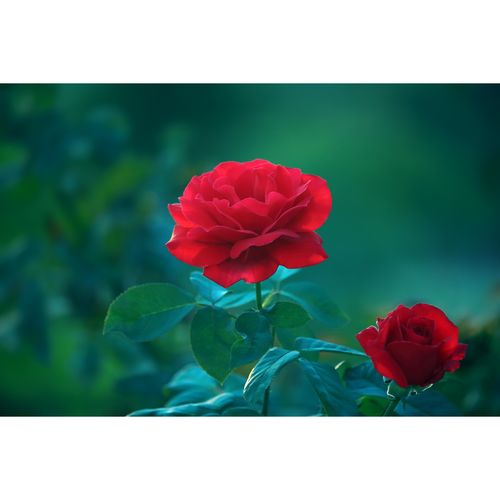 原创精修玫瑰花摄影作品-红月季(1张) 高清花卉素材实拍图片