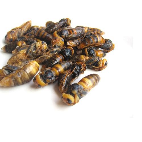 特价生鲜蜂蛹新鲜蜂虫特级马蜂蛹胡蜂活体速冻两份包邮500g