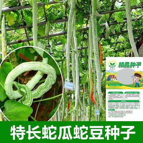 蛇豆蛇瓜种子 蛇形长豆角籽 农家菜园高产四季蔬菜种子 阳台盆栽