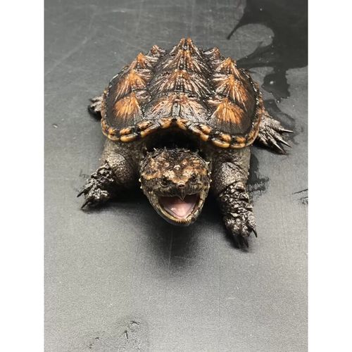 精品杂佛鳄龟 单身一个 x 3-4厘米断尾鳄龟