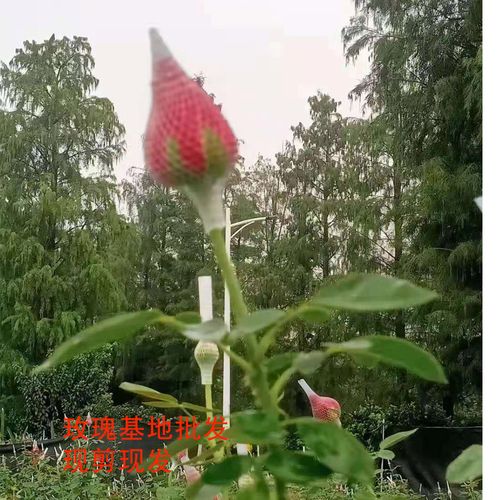 广州红玫瑰鲜花基地直发单支一朵带刺真花七夕情人节同城速递必达