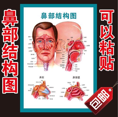 鼻腔结构图解剖挂图耳鼻喉科医院医用知识海报鼻部写真