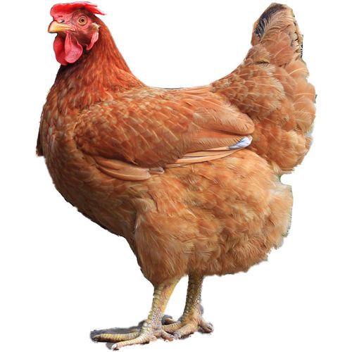 会九斤黄鸡又称"浦东鸡",是我国出名的土鸡品种,属于肉蛋兼用型鸡种