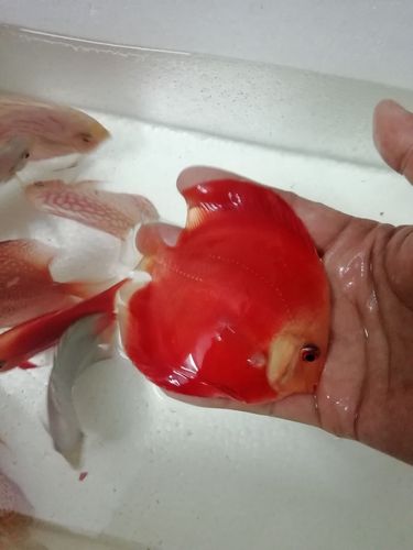 七彩神仙鱼苗活体红富士红妃盖子观赏鱼渔场实拍低价鱼