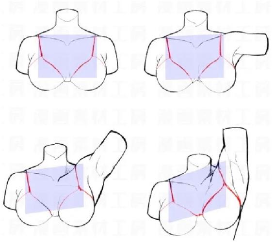 正经人的胸部画法,转需吧~#绘画参考##人体参考