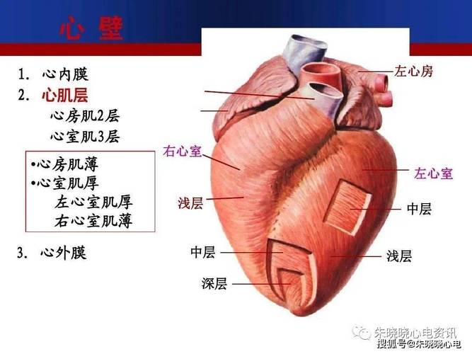 心脏解剖与传导系统