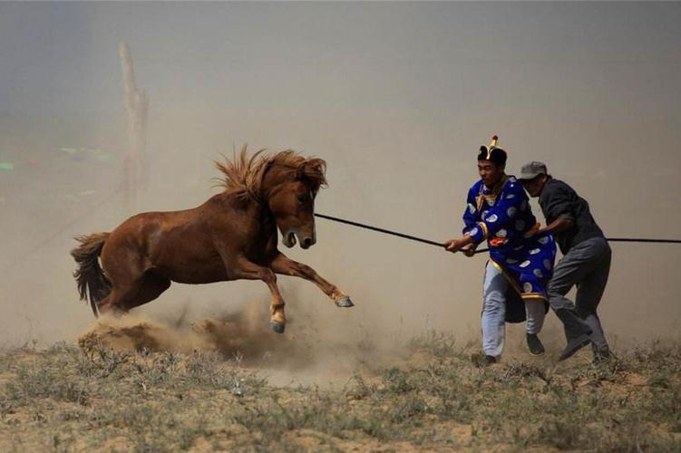 残忍高效率的蒙古古老驯马方法一分钟驯服一头烈性野马