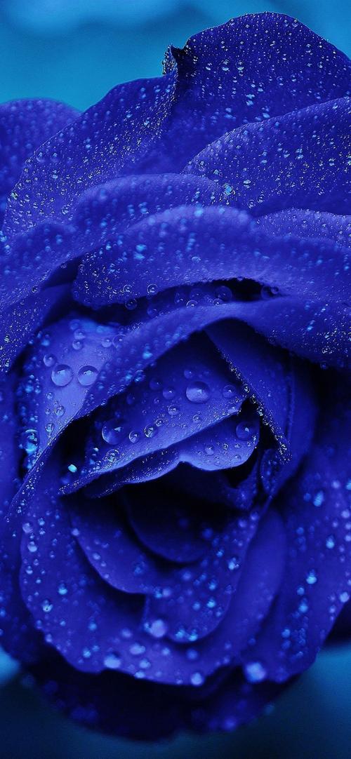 蓝色玫瑰花语,高清图片,手机壁纸
