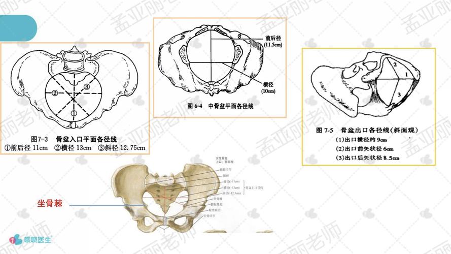 骨盆解剖与枕先露分娩机制