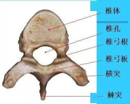 就人类而言,颈椎是所有椎骨中最小的,颈椎骨两侧的横突上均有一个孔
