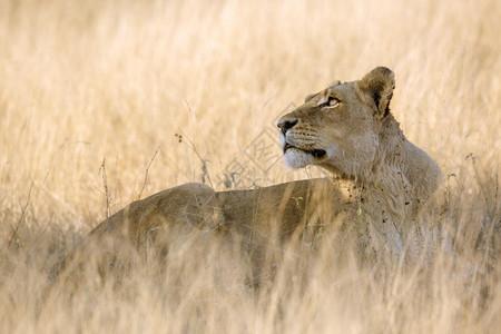 非洲狮子在南kruge公园仰望天空felida的pnthrlo家族图片素材