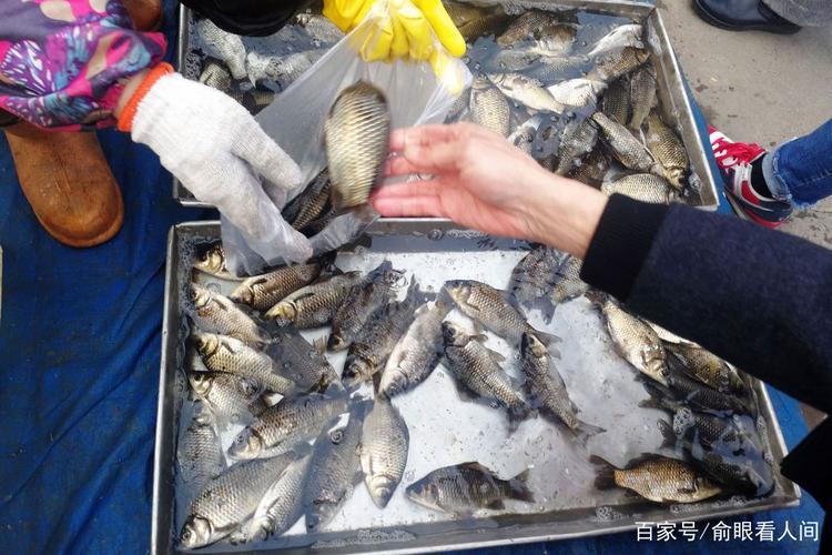 鲜活淡水鱼现身菜市场 半斤大鲫鱼7块钱一斤 白鲢鱼3元一斤