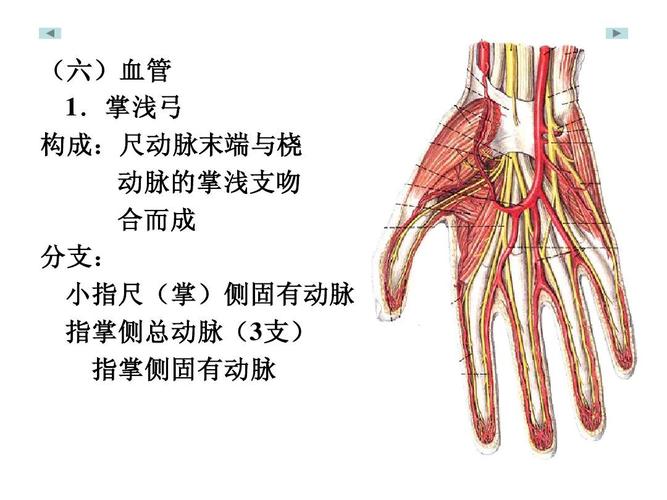 构成: 构成:尺动脉末端与桡 动脉的掌浅支吻 合而成 分支: 分支