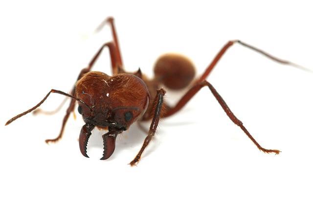 小昆虫大战争拥有大型工蚁的阿塔切叶蚁哪种行军蚁敢来侵犯