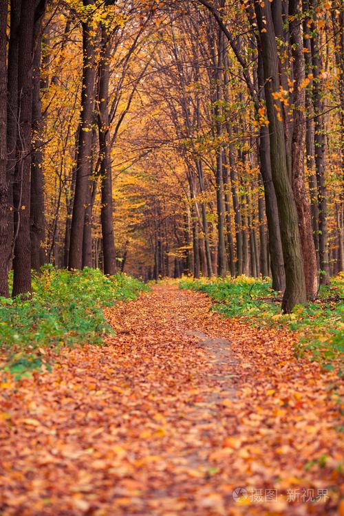 秋天的森林树木自然绿色木阳光背景