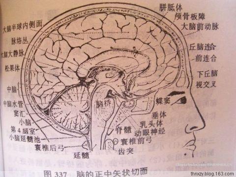 转载松果体脑垂体大脑海马的位置