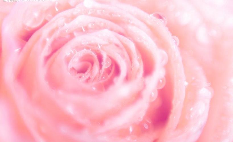 水滴粉玫瑰图片