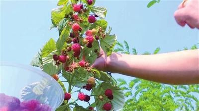 闽宁镇的红树莓进入采摘季