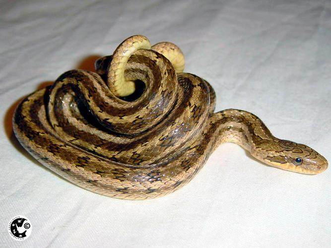 dione rat-snake
