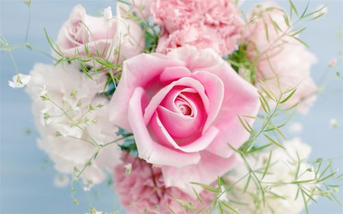 粉红色的玫瑰,美丽的花朵 iphone 壁纸