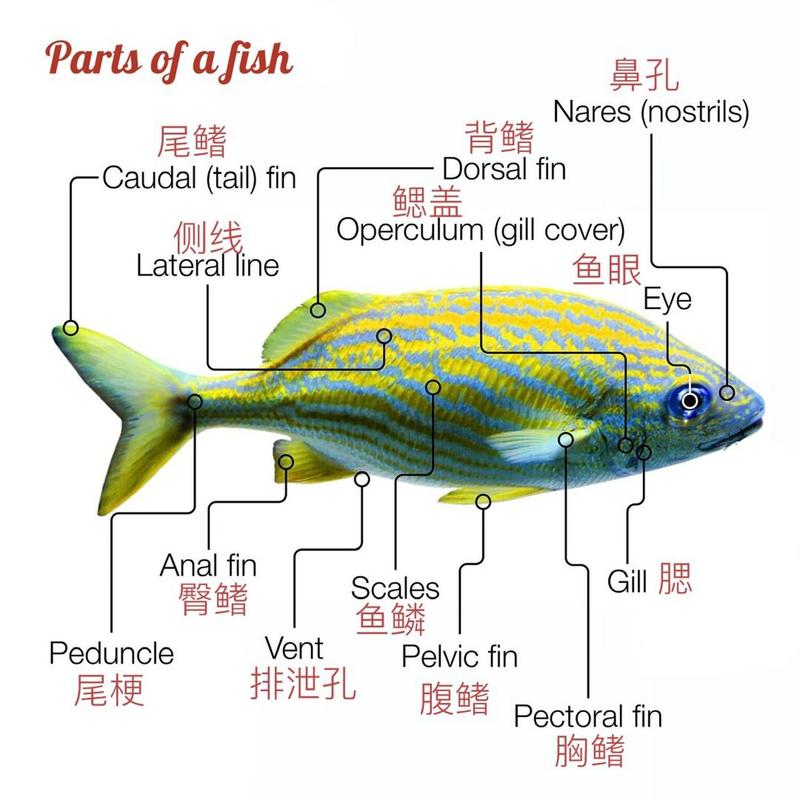 一条鱼95的组成部分 鱼类共同的特征是有腮的水生动物,没有四肢,从