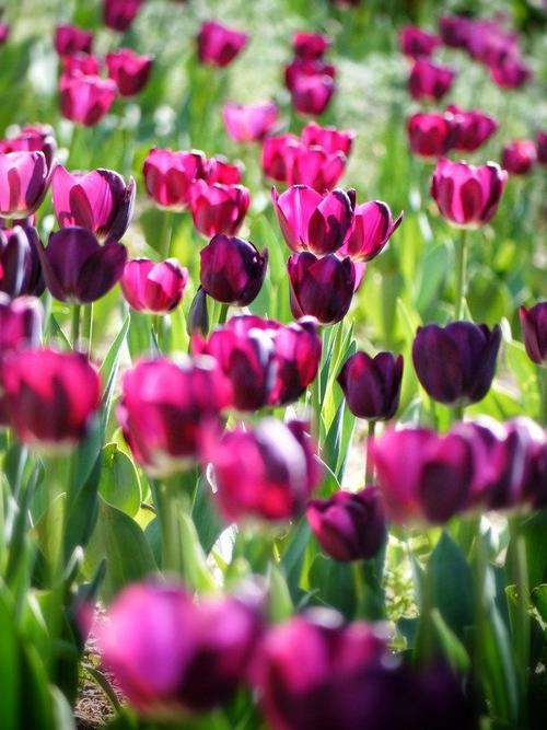 植物颜色花紫色色彩春天花卉彩色大自然郁金香