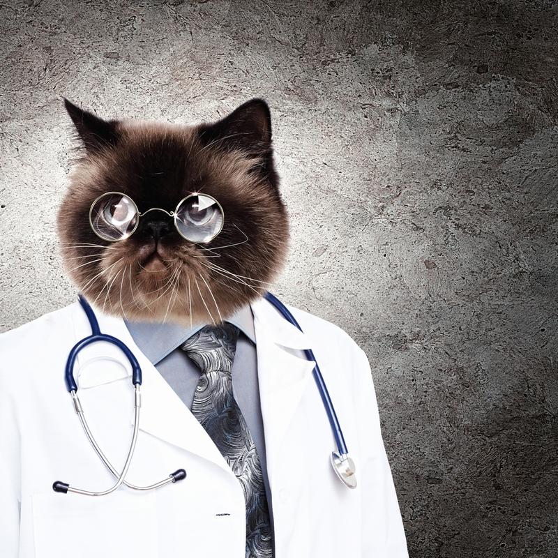 一件袍子的搞笑只毛绒绒的猫医生