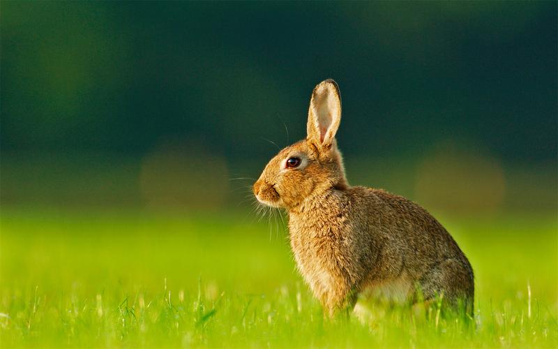 超可爱兔子萌萌哒高清摄影动物壁纸图片大全