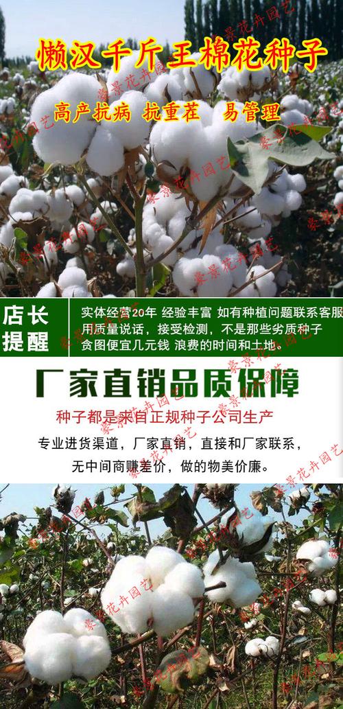 新疆棉花种子高产懒汉千斤王大田种植抗虫抗病抗重茬懒汉棉花籽