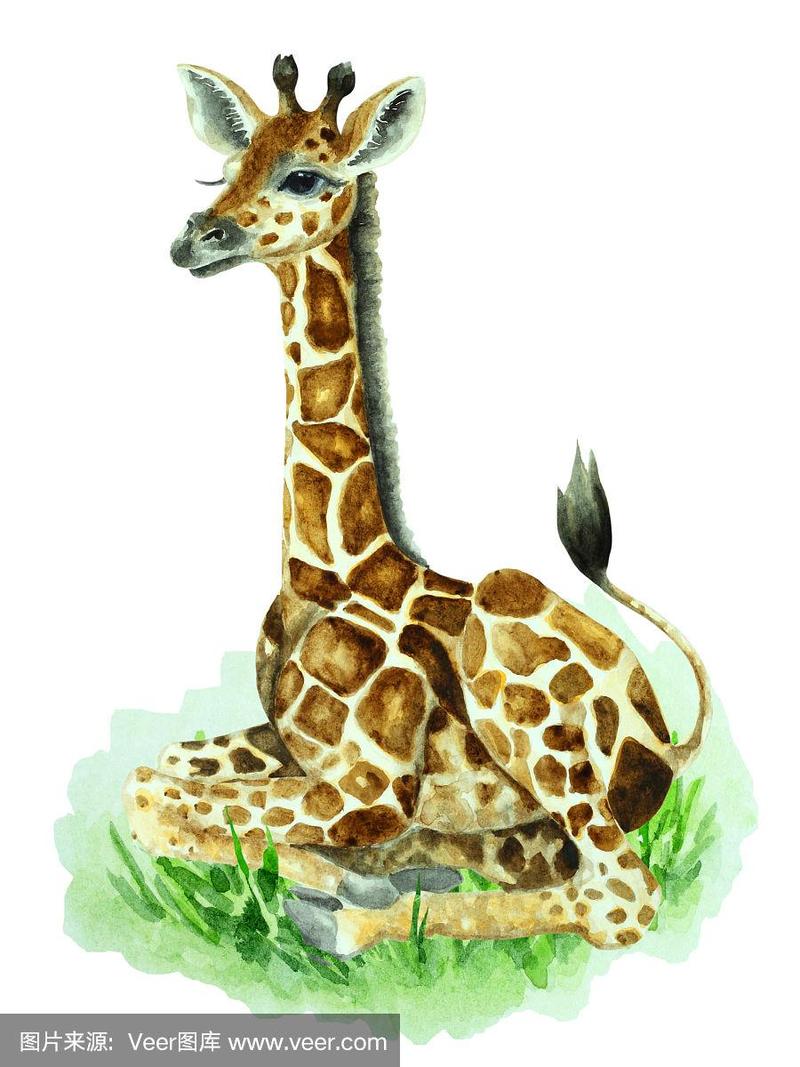 小长颈鹿坐在草地上的白色背景,手绘水彩.
