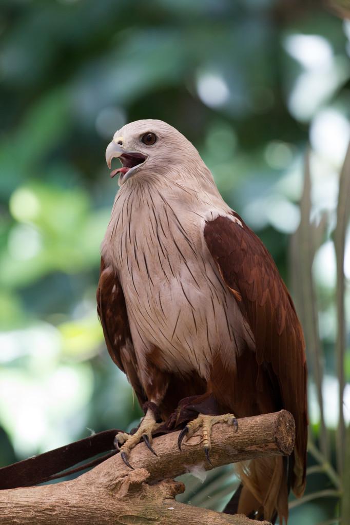 在动物园里,泰国的红鹰.