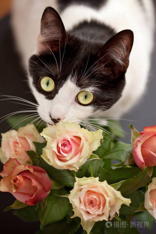 可爱的猫嗅到盛开的嫩玫瑰