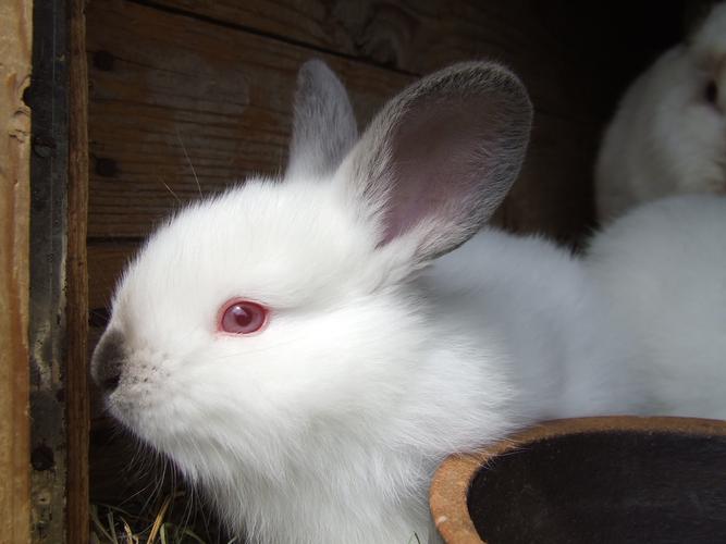 雪白的小白兔图片 兔子,宠物,小白兔