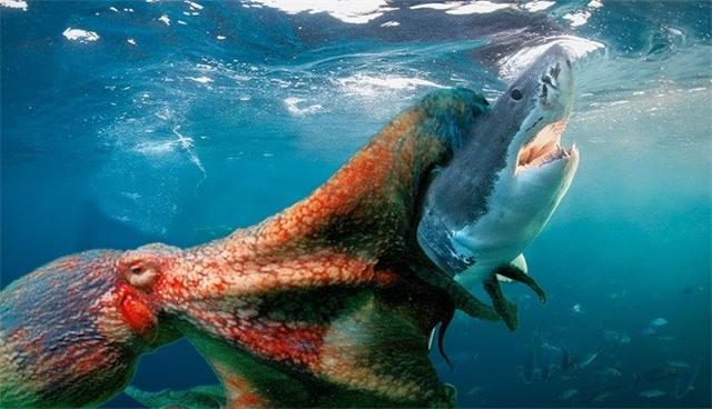 海洋霸主鲨鱼竟被章鱼捕杀鲨鱼全程没有反抗之力,让人大跌眼镜