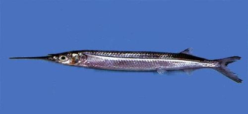 hemiramphidae    鱼类 (多数属种为海生) 下图为    杜氏下鱵鱼