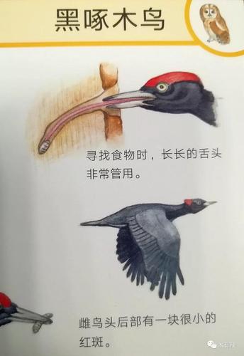 在绘图中,我们可以看到黑啄木鸟的舌头到底有多长,又是如何啄到虫子的