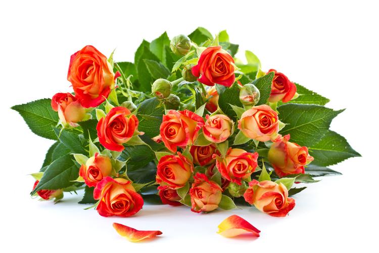 红玫瑰是最常见的鲜花,其实真正的红玫瑰是不存在的,切花红玫瑰实为